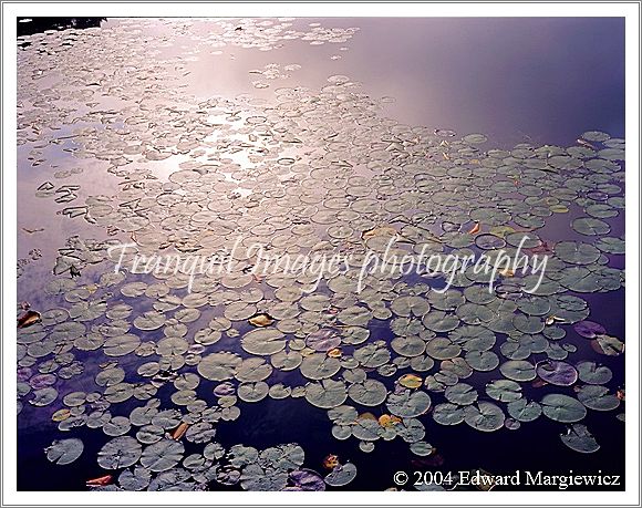 450256---Lily pads on Chander Lake as morining fog burns off 